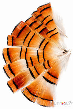 Goldfasan - 4-6 cm - goldorange-natur